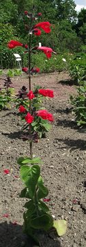 Image of Red sage