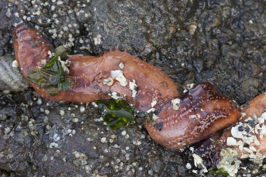 Image of Orange Sea Cucumber