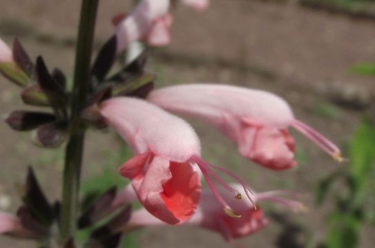 Image of Red sage