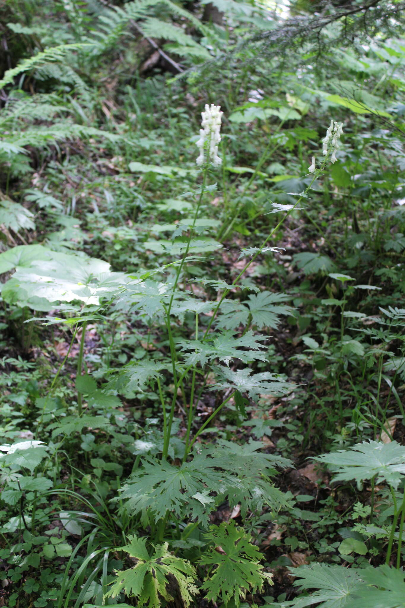 Aconitum orientale Mill.的圖片