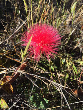 Image of Calliandra dysantha Benth.