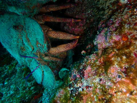 Image of Californian slipper lobster