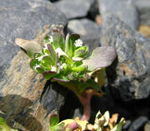 Image of Valerianella caucasica (Boiss.) Höck.