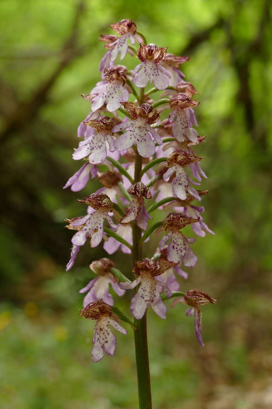 Image of Lady Orchid