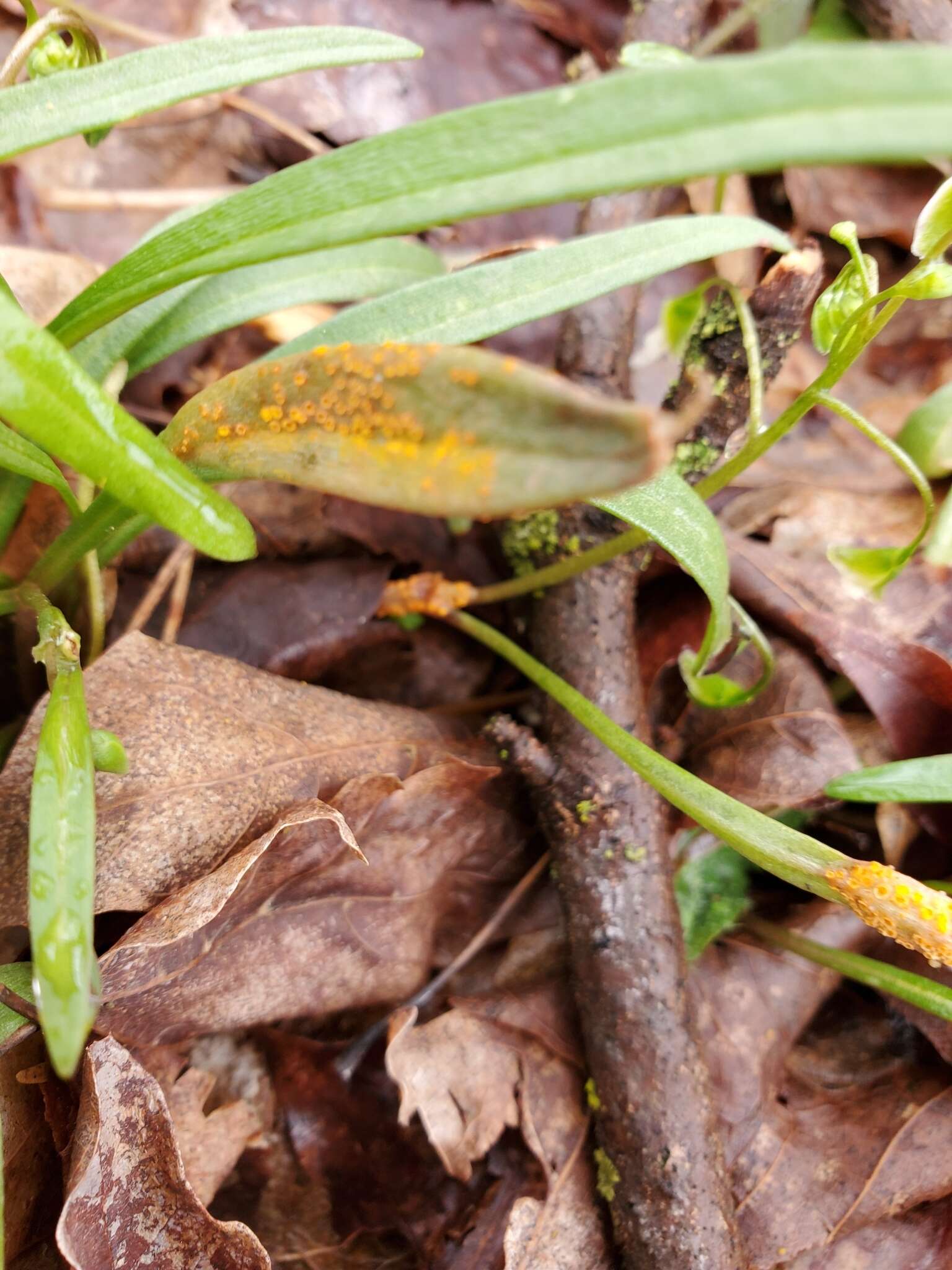 Image of Puccinia mariae-wilsoniae Clinton 1873