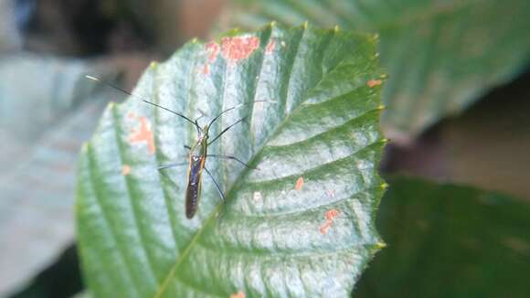 Imagem de Leptocorisa costalis Herrich-Schäffer 1846