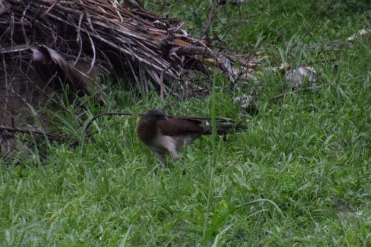 Image of Gray-headed Chachalaca