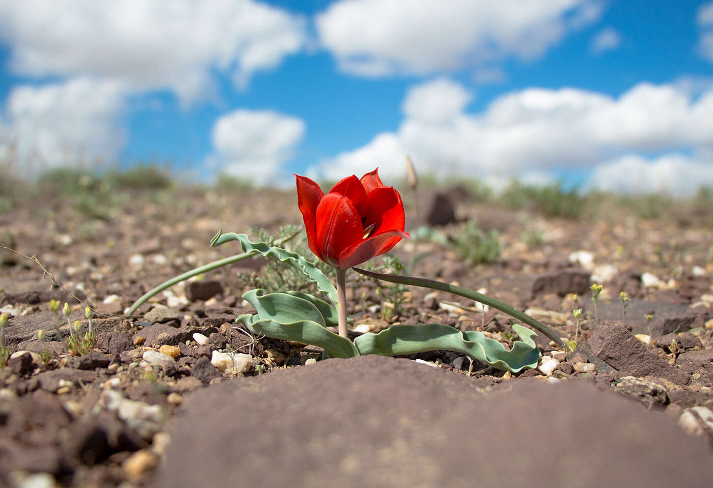 Слика од Tulipa alberti Regel