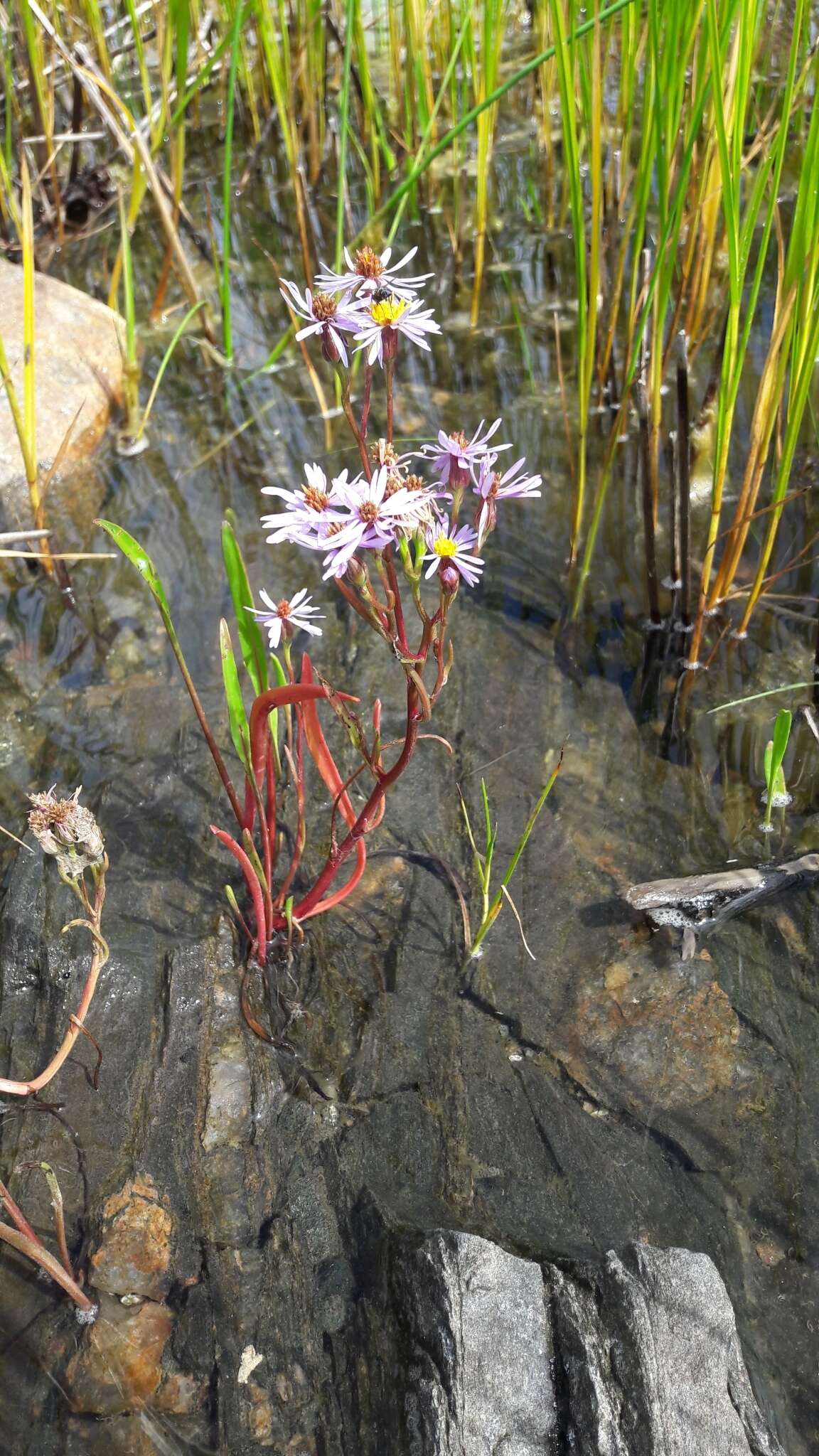 Image of Tripolium pannonicum (Jacq.) Dobrocz.