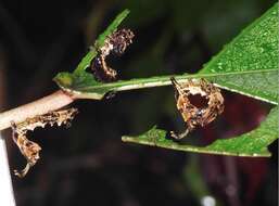 Image of Stauropus alternus Walker 1855