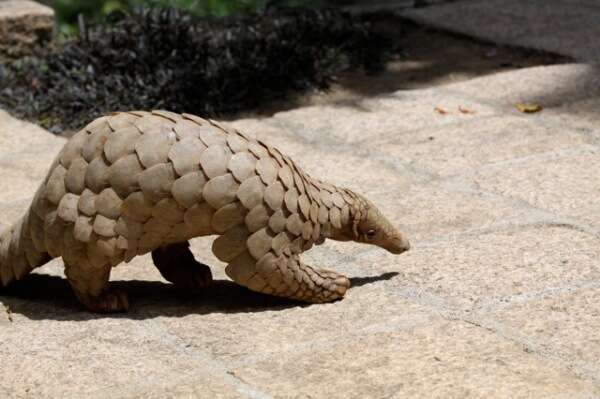 Image de Grand pangolin de l'Inde