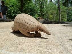 Image de Grand pangolin de l'Inde