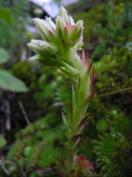 Image of Sempervivum globiferum subsp. arenarium (W. D. J. Koch) H.