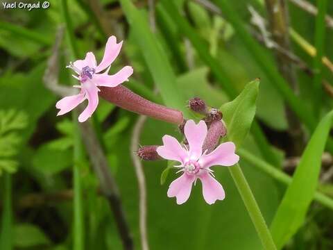 Silene aegyptiaca (L.) L. fil.的圖片