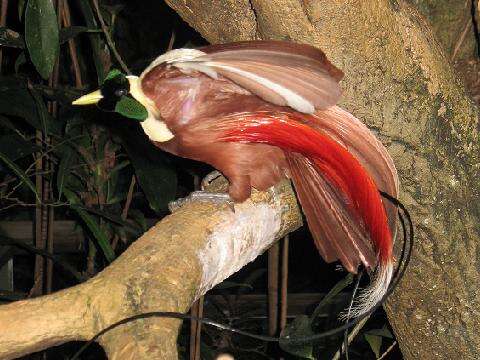 Image of Red Bird-of-Paradise