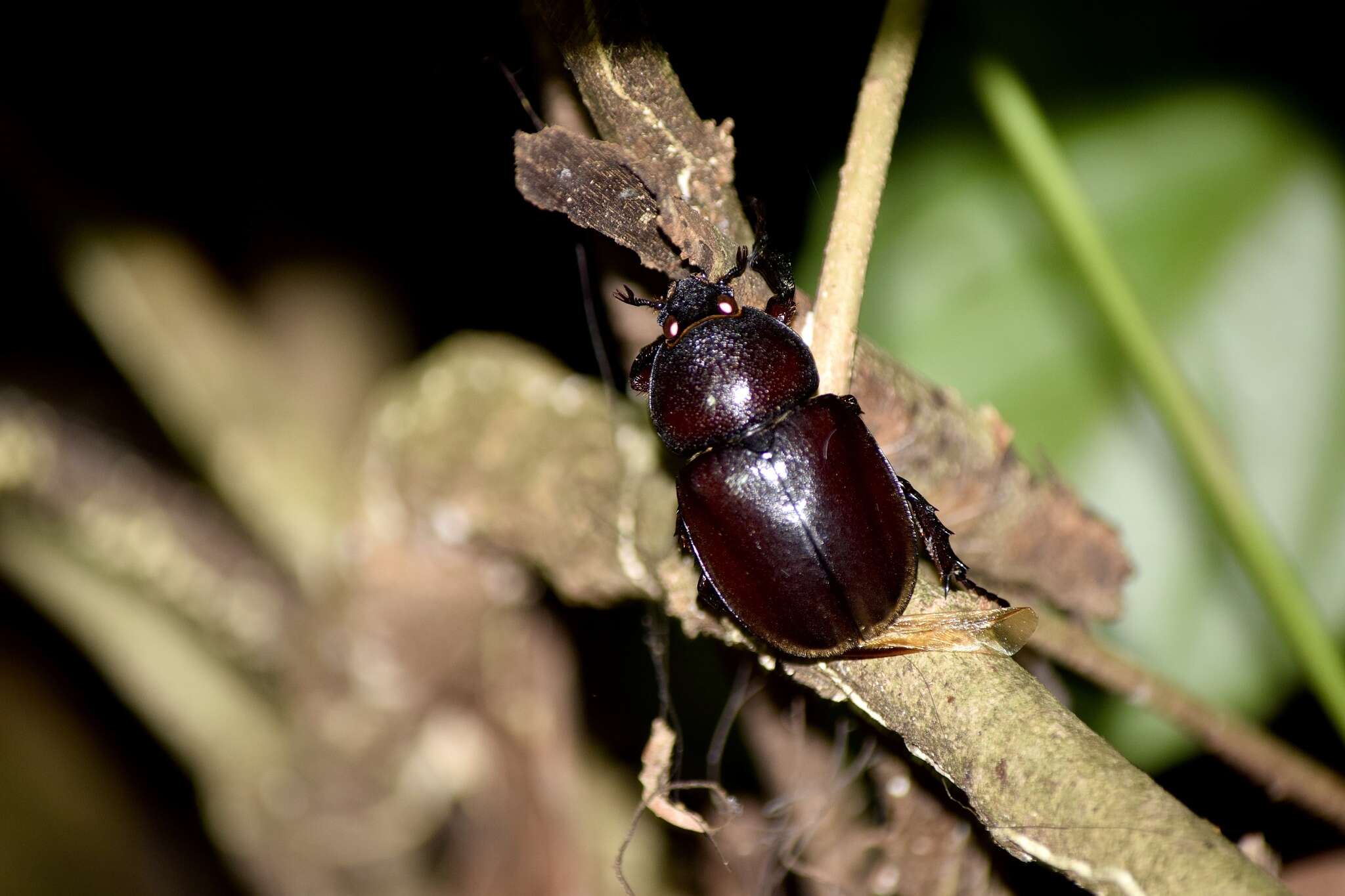 Image of Xylotrupes beckeri intermedius Silvestre 2004