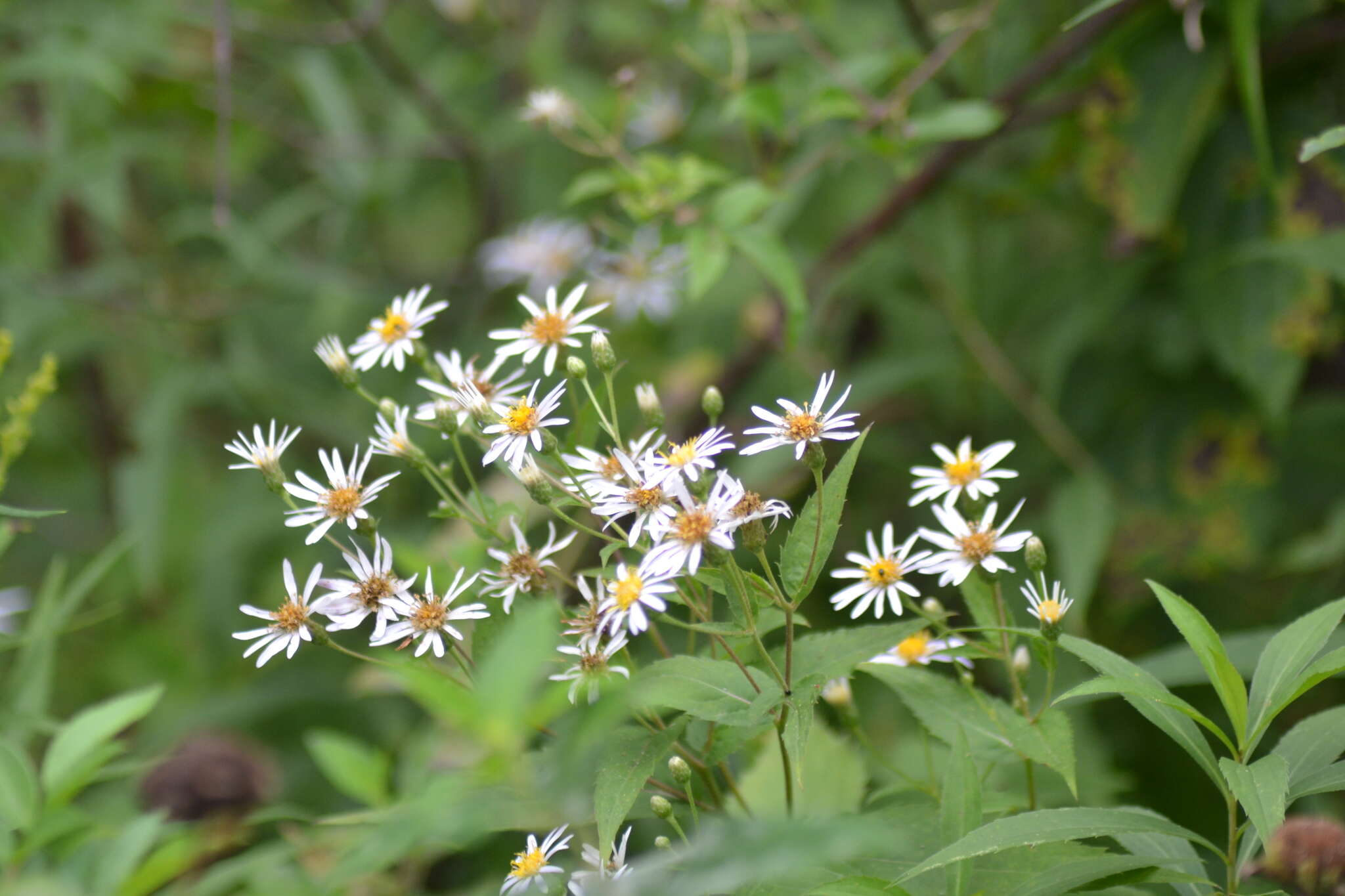 Sivun Eurybia furcata (E. S. Burgess) G. L. Nesom kuva