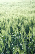 Image of common barley