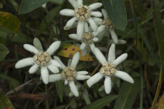 Image of Leontopodium ochroleucum Beauv.