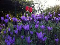 Image of French lavender