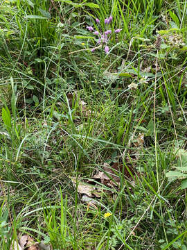 Image of Allium carinatum subsp. carinatum