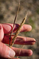 Image of Elymus virginicus var. virginicus