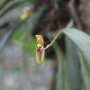 Imagem de Maxillaria lineolata (Fenzl) Molinari