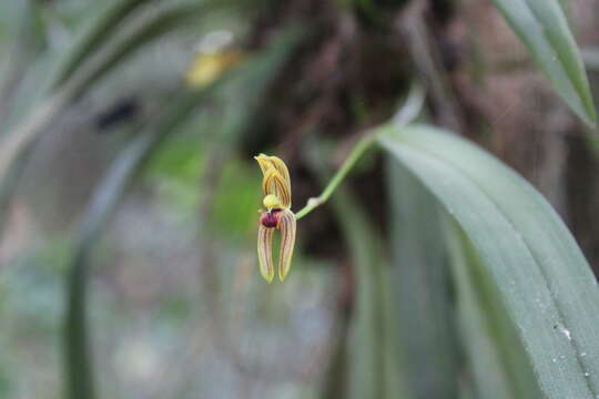 Image of Maxillaria lineolata (Fenzl) Molinari