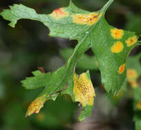 صورة Gymnosporangium trachysorum F. Kern 1910