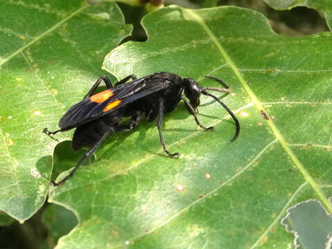 Image of Chirodamus maculipennis (Smith 1855)