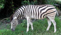 Image of Burchell's zebra