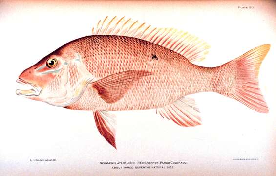 Image of Bream