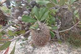 Image of Banksia lemanniana Meissn.