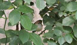 Image of Common Tailorbird