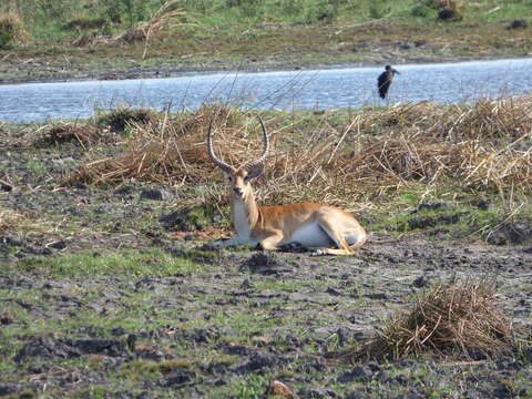 Image of Red Lechwe