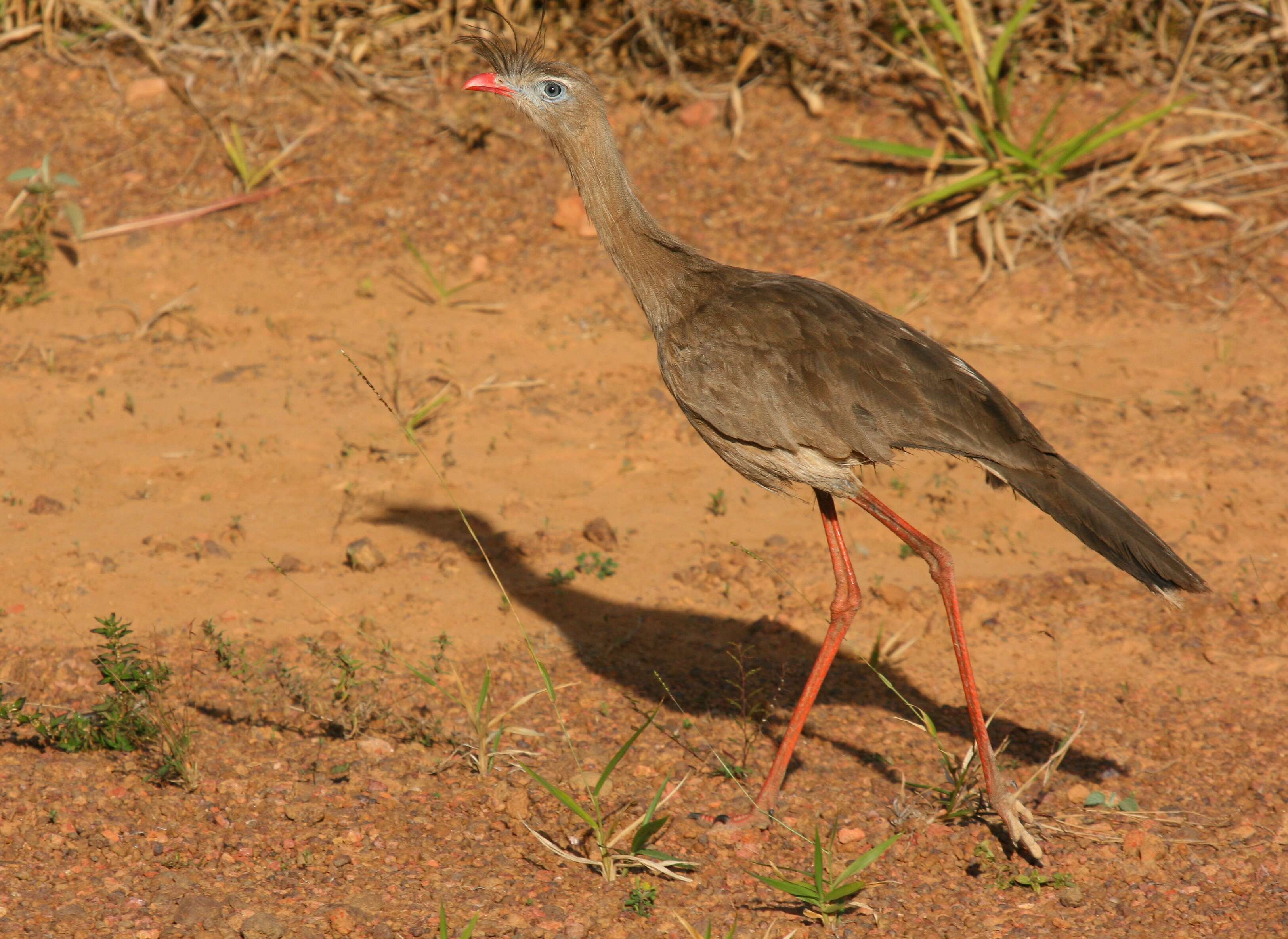 Image of Cariama Brisson 1760