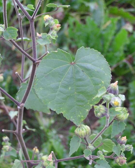 Imagem de Abutilon theophrasti Medik.