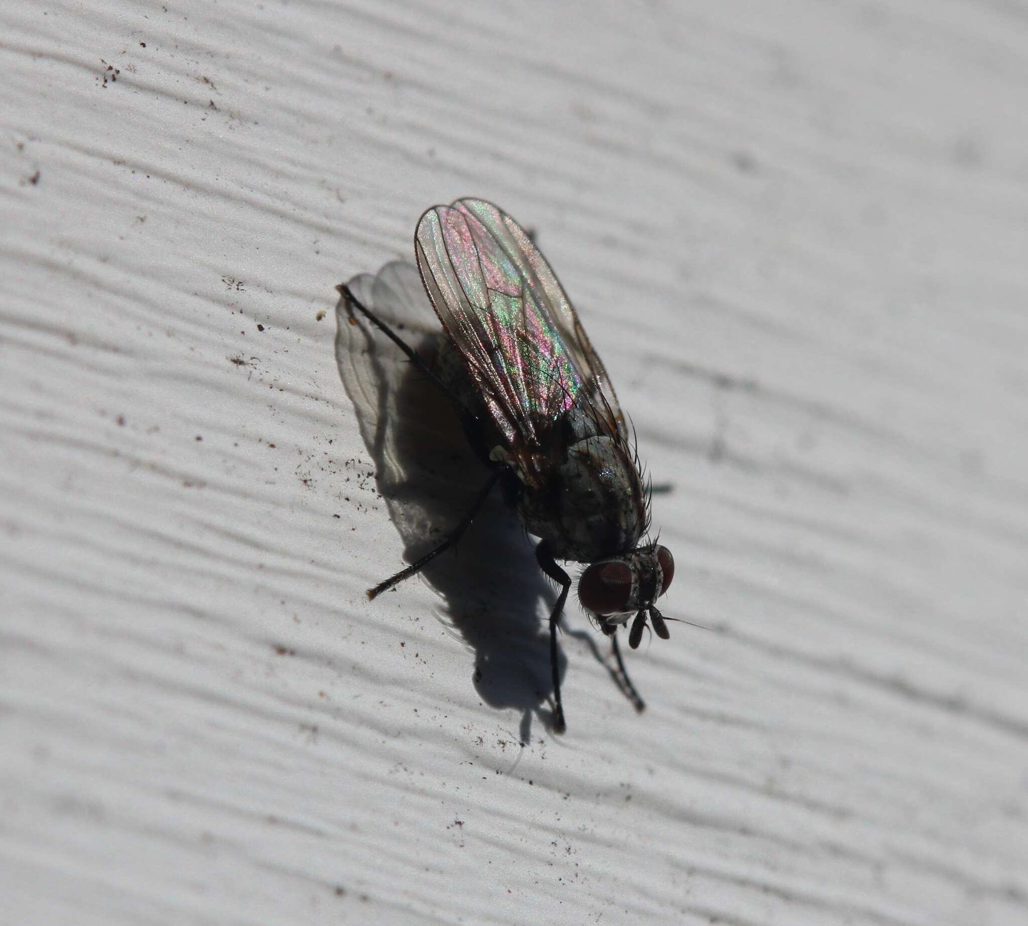 Image of Anthomyia oculifera Bigot 1885