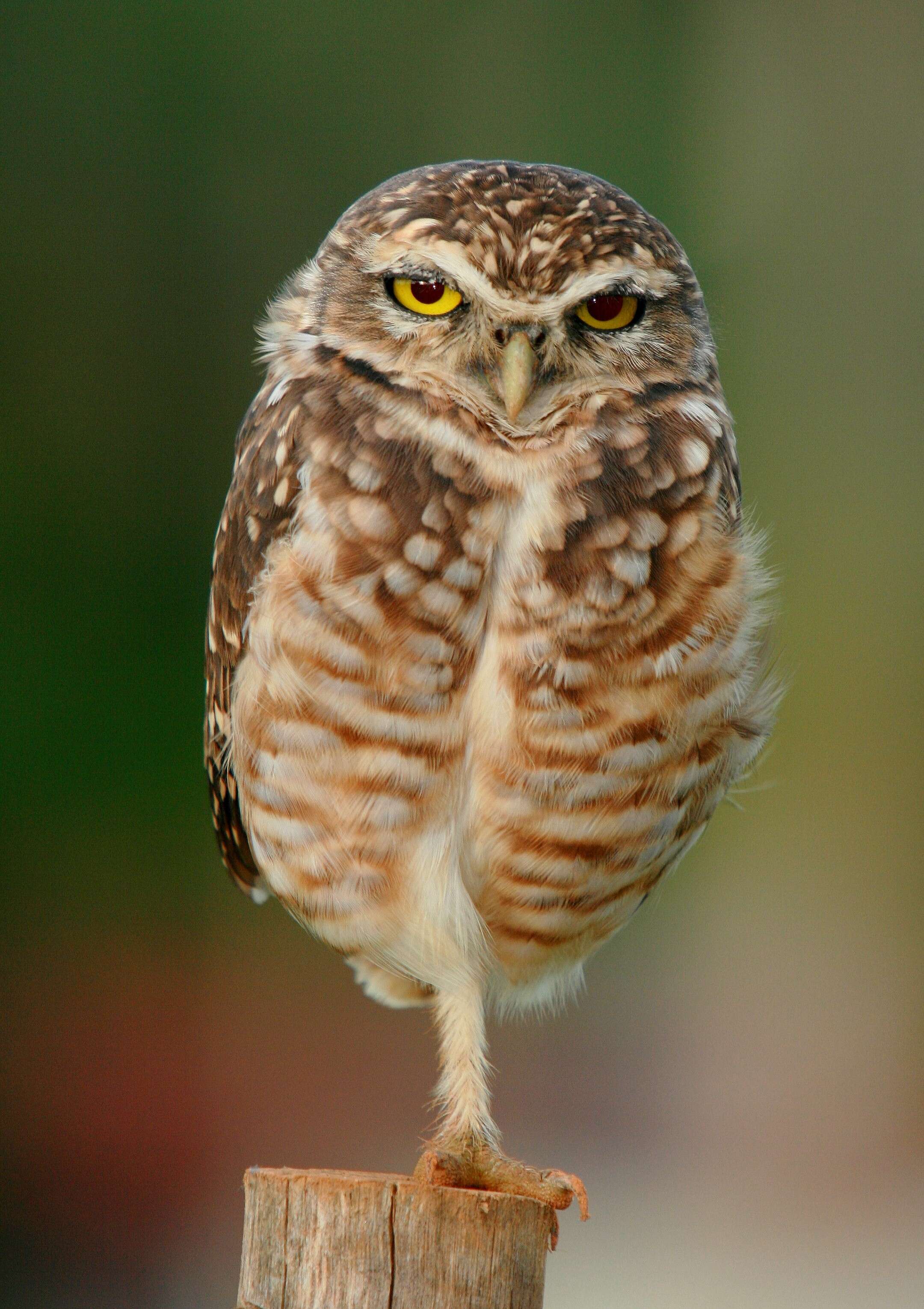 Image of Burrowing Owl