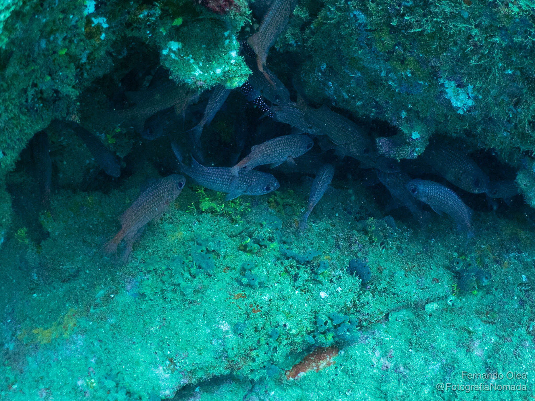 Image of Panamic soldierfish