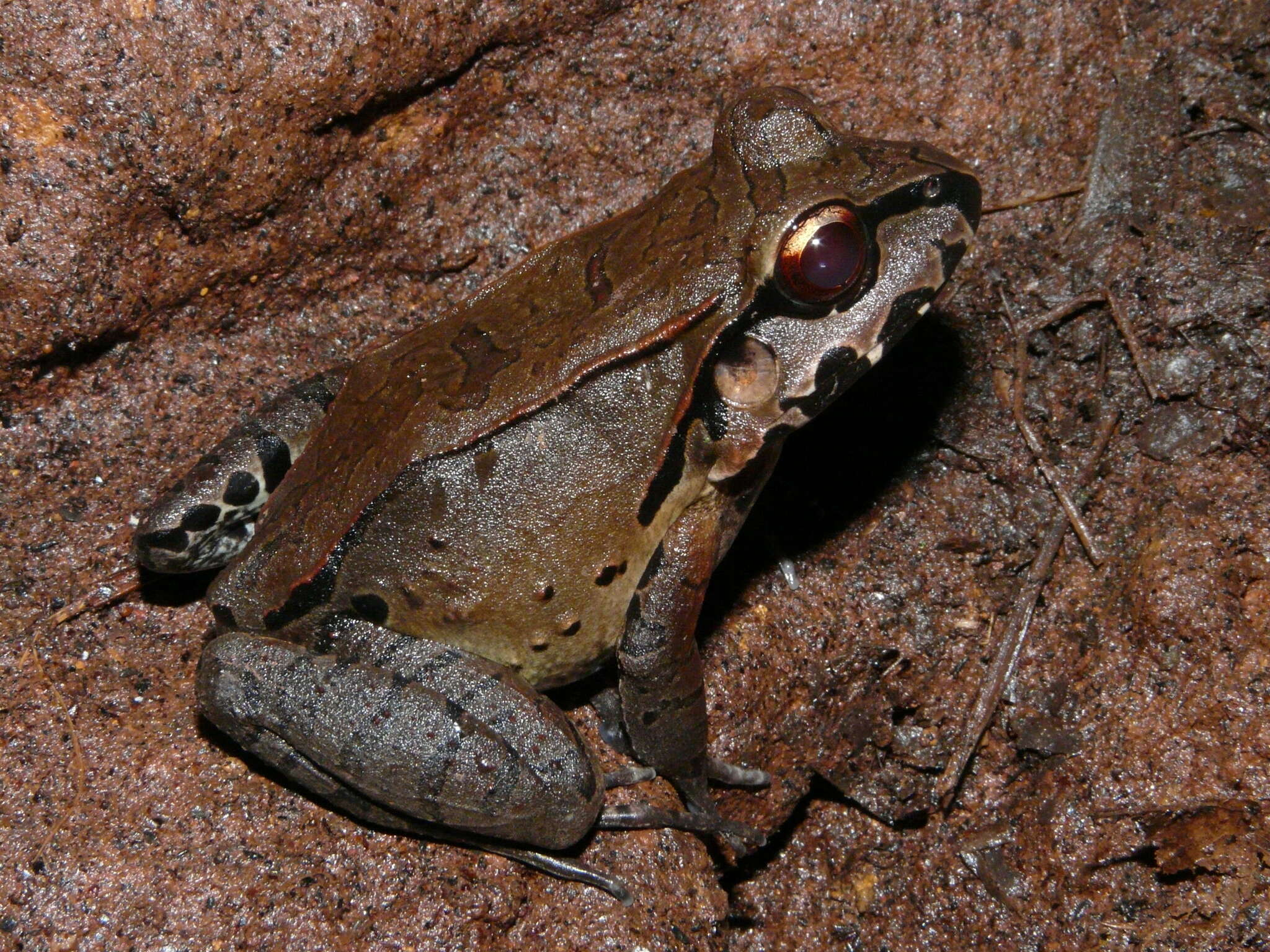 Image of Slender-fingered Bladder Frog