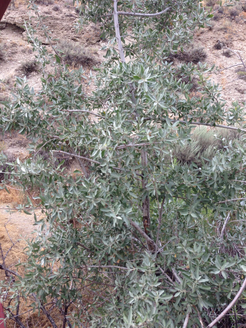 Image of Russian olive