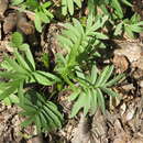 Image of <i>Valeriana stolonifera</i>