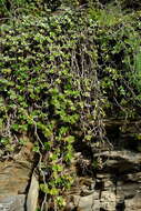 Image of Crassula lactea