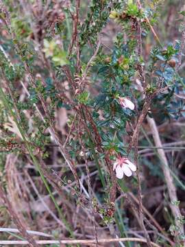 Image of Bauera microphylla Sieber ex DC.