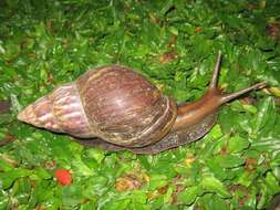 Image of Achatina fulica