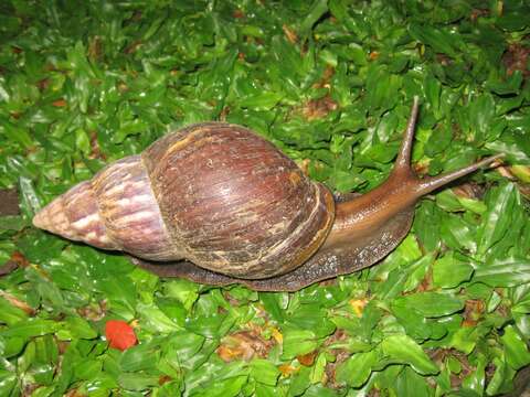 Image of Achatina fulica