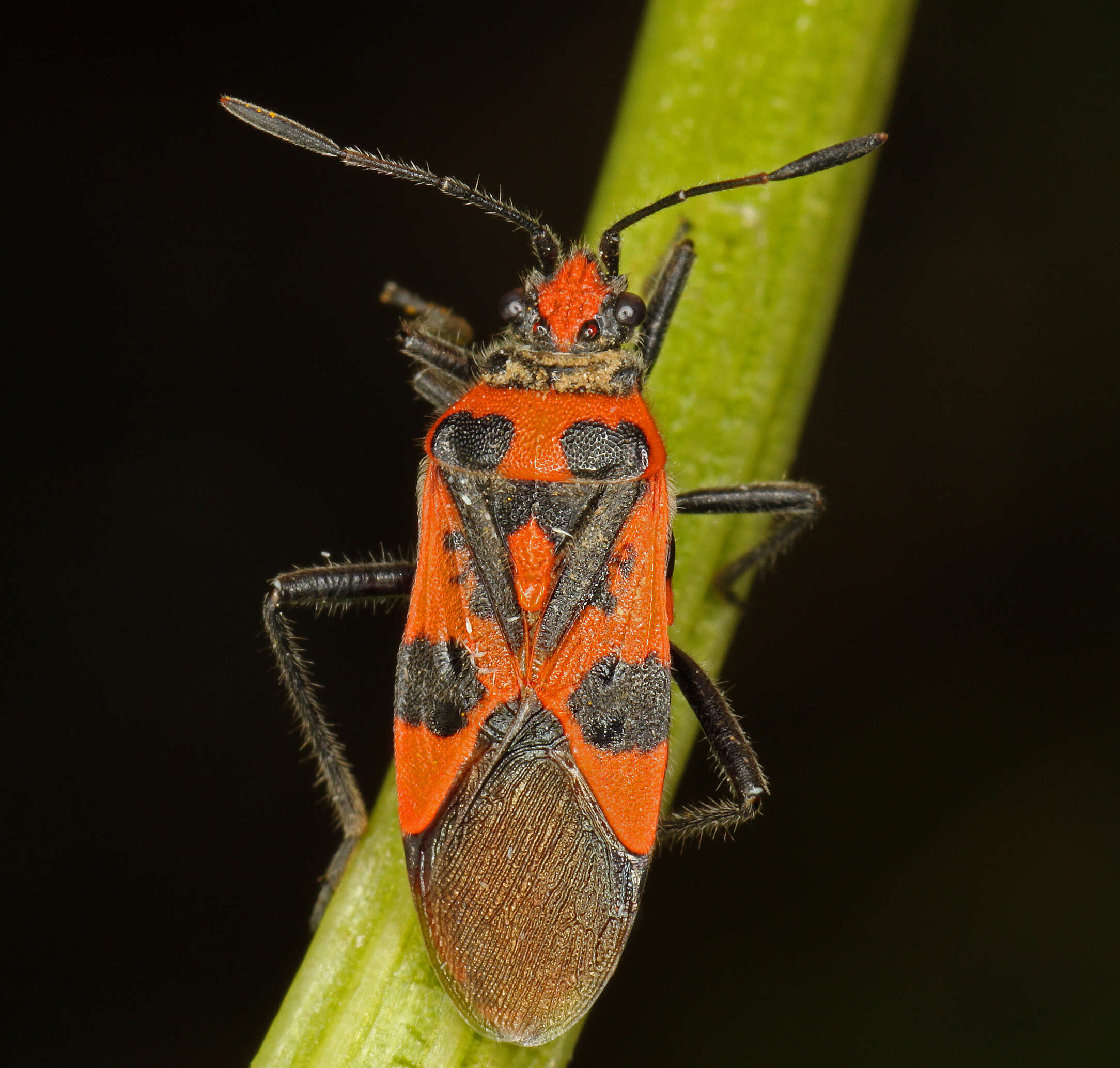 Image of black & red squash bug