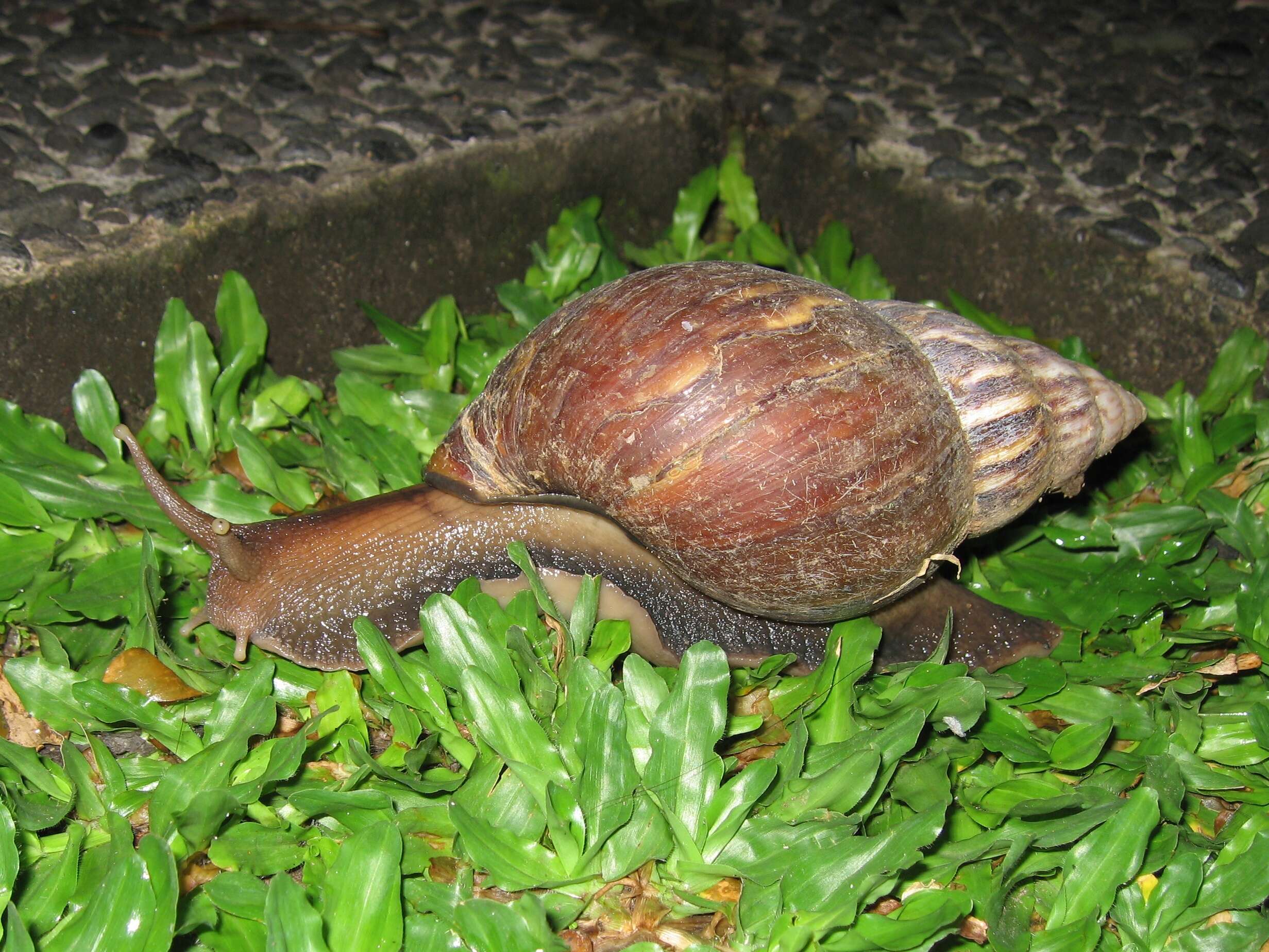 Image of Achatina fulica