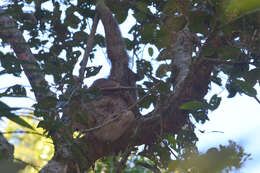 Image of Maned sloth